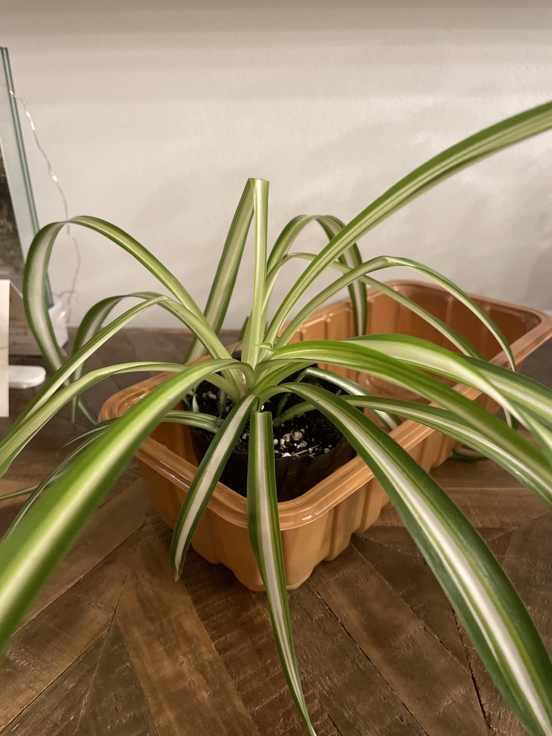 Spider Plant