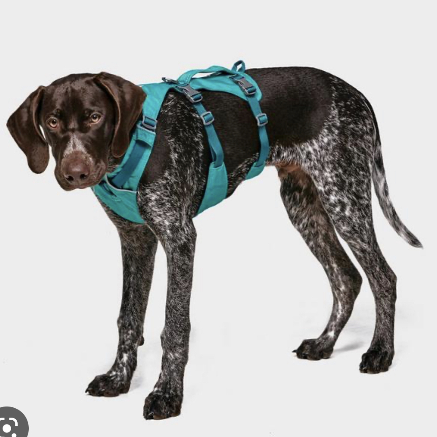 Ruffwear Flagline Dog Harness with Handle Small image indicator(6)