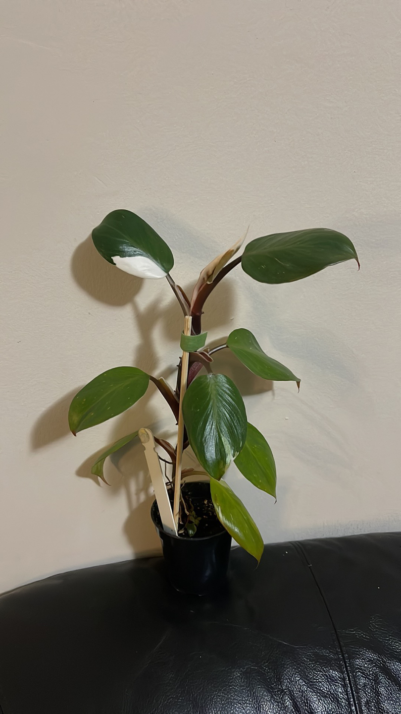 Philodendron White Knight thumbnail