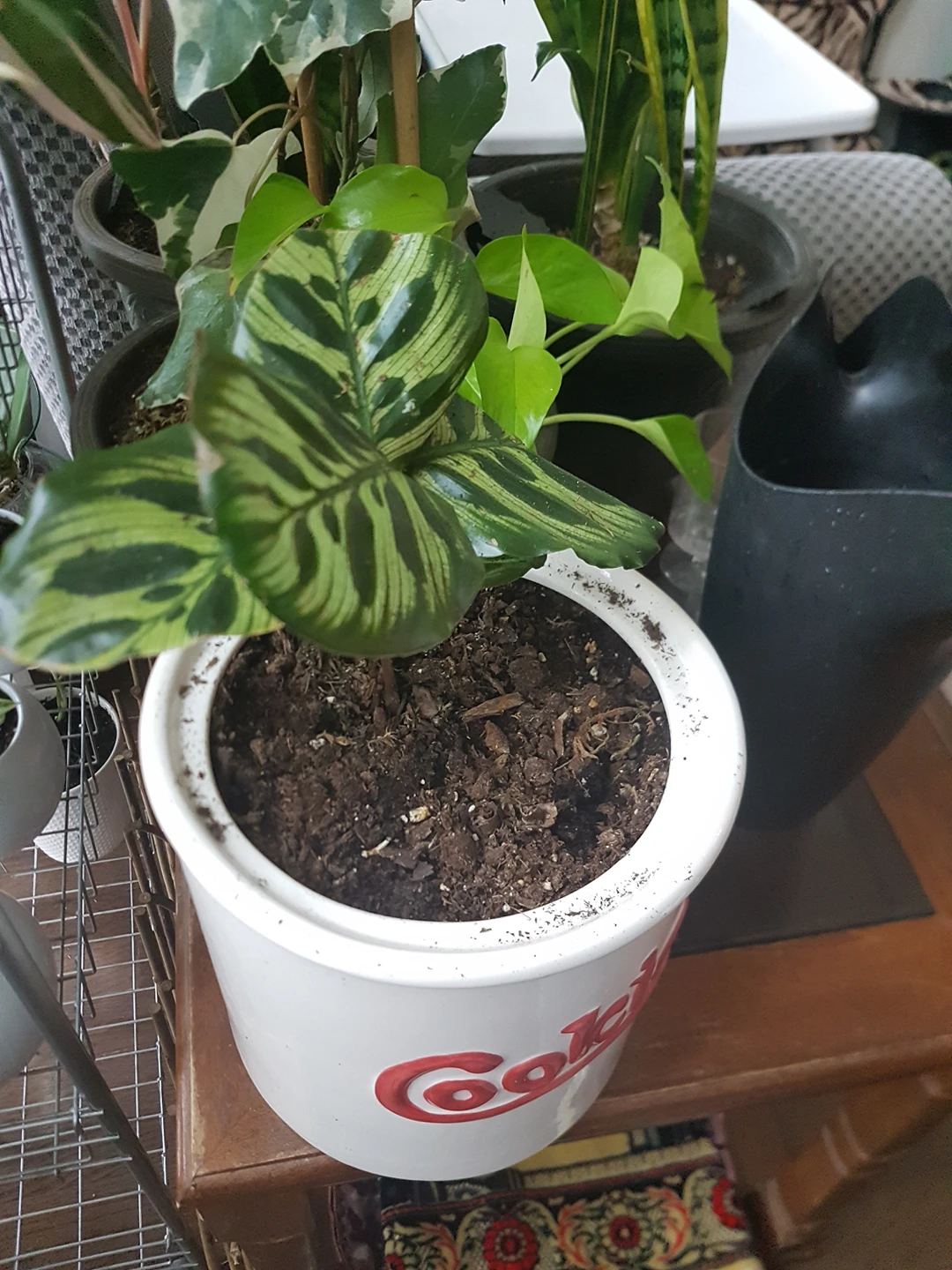 calthea plant thumbnail
