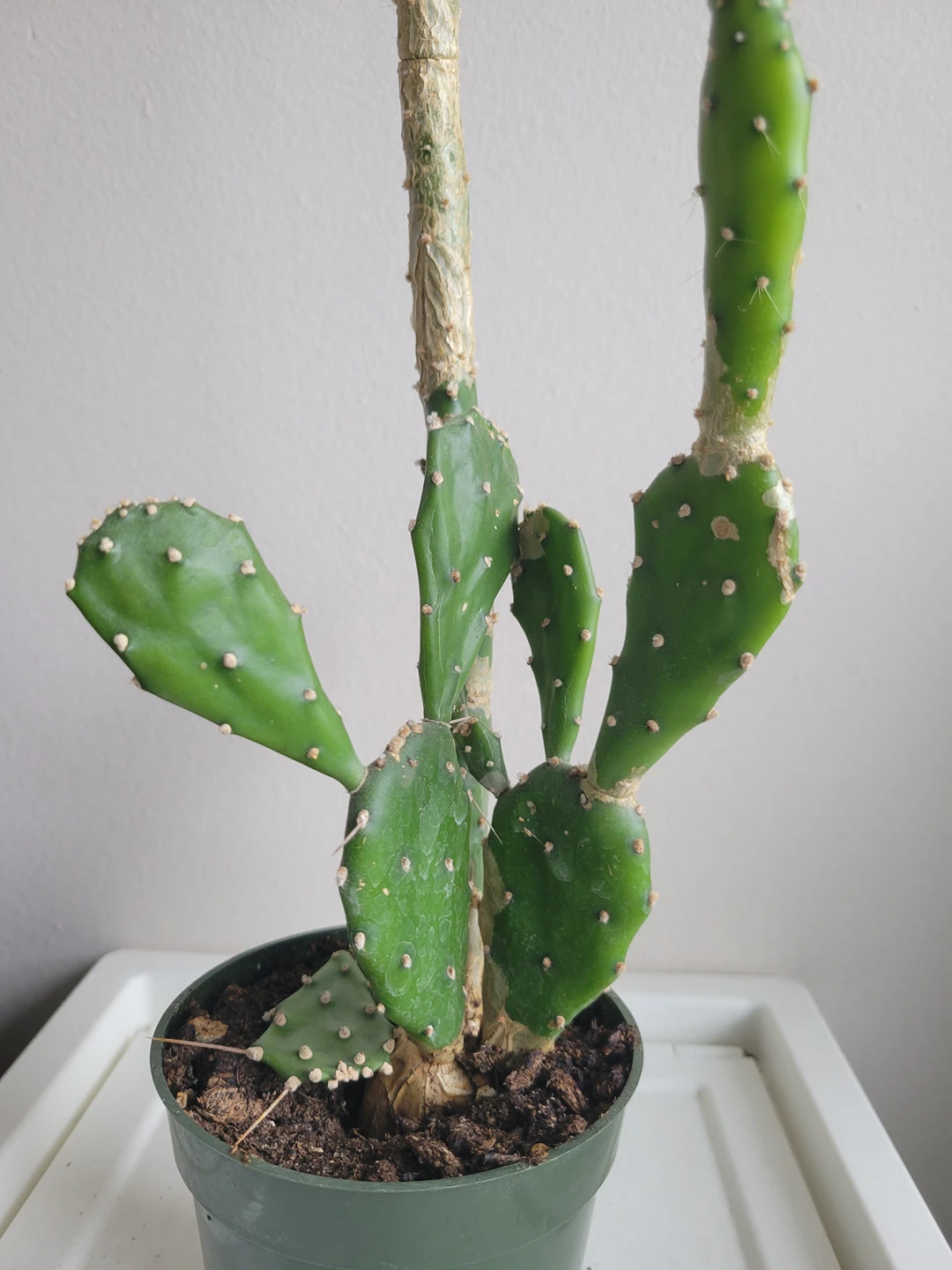 opuntia cactus thumbnail