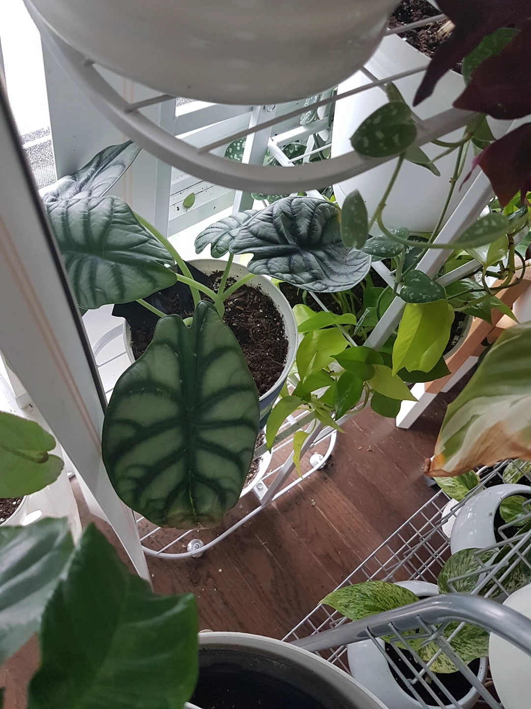 dragon scale plant thumbnail