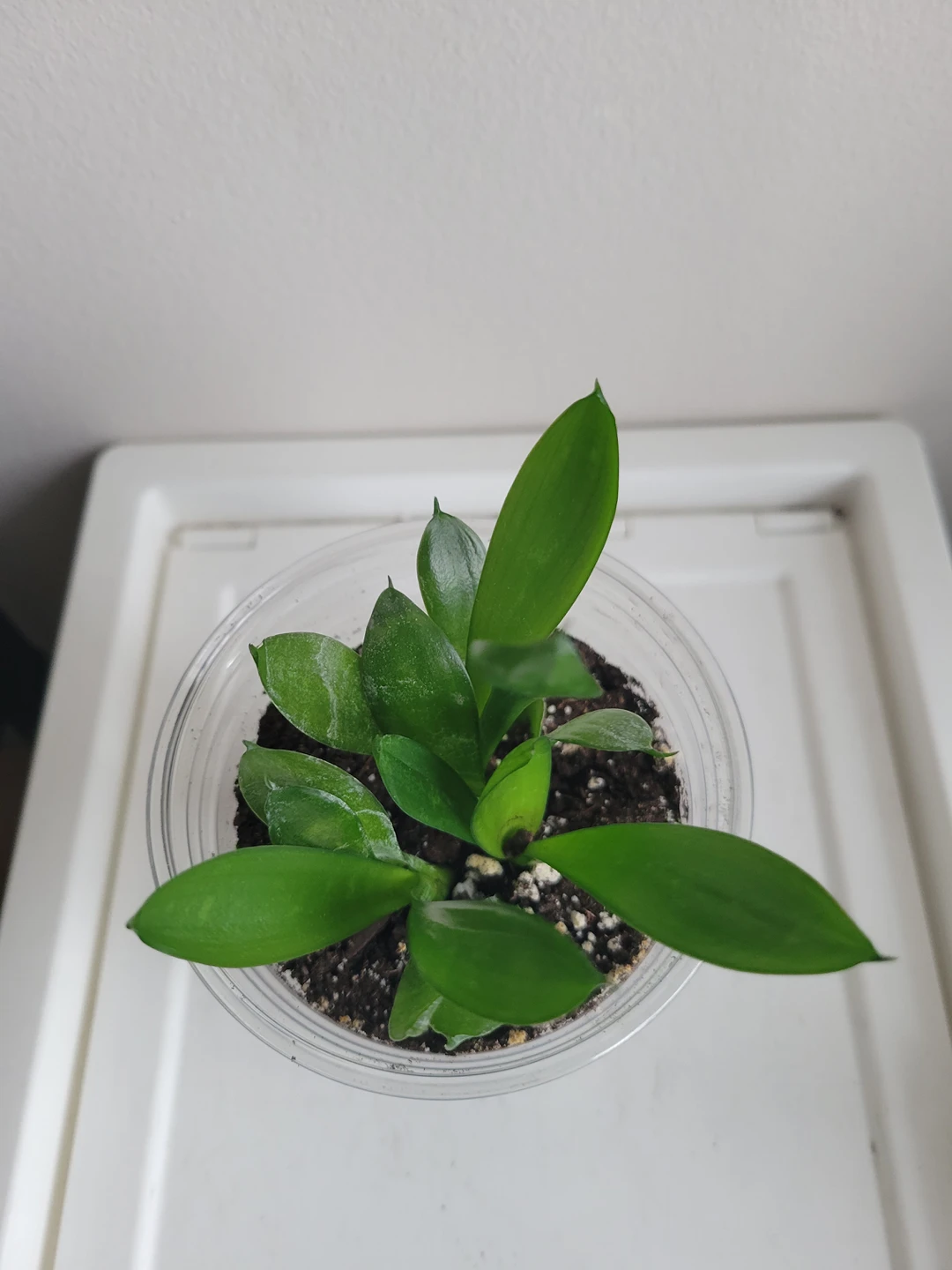 snake plant pup thumbnail