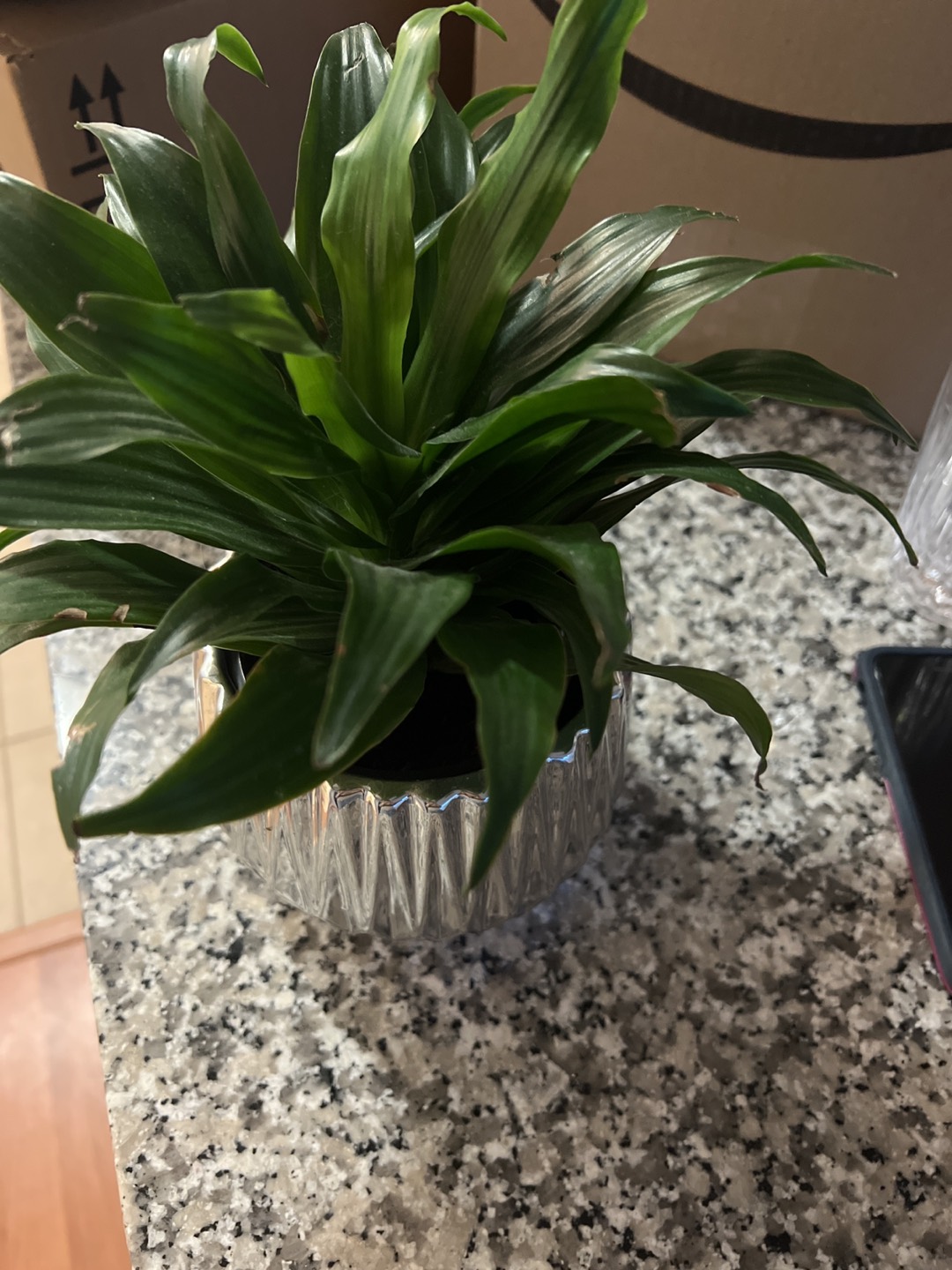 Plant
