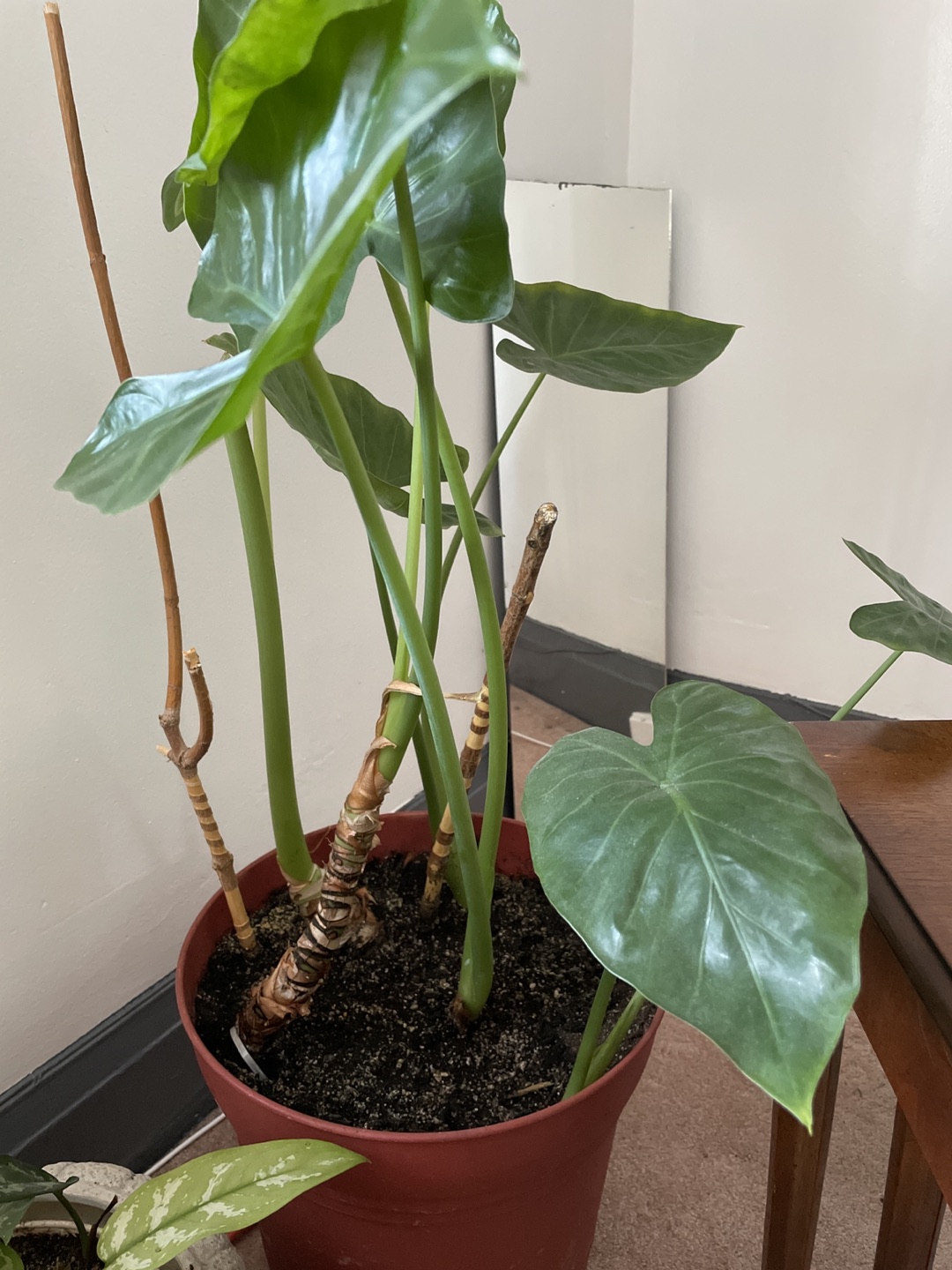 Plant elefante ear