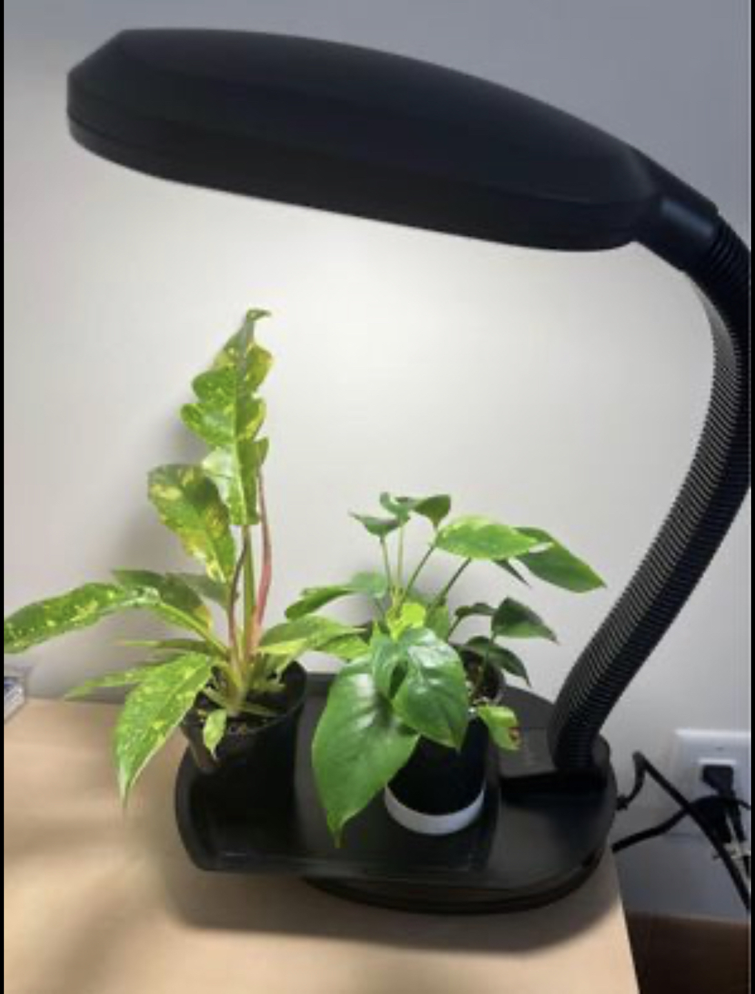 Plant grow light - photo 2