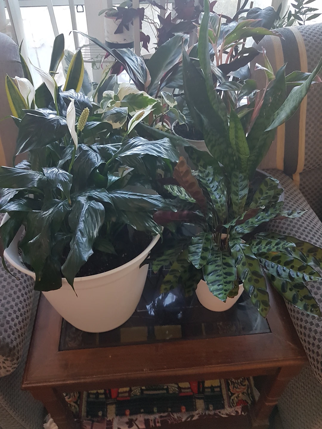 peace lily in 13 inch pot thumbnail