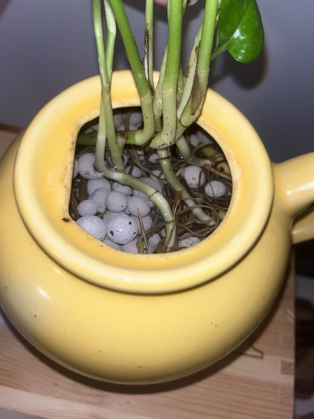 Deeply water rooted marble pothos in teapot 💸 - photo 2