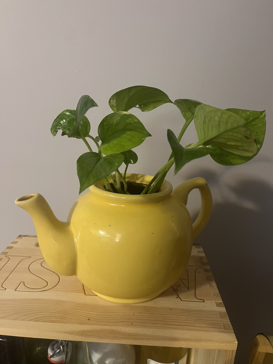 Deeply water rooted marble pothos in teapot 💸 - photo 3