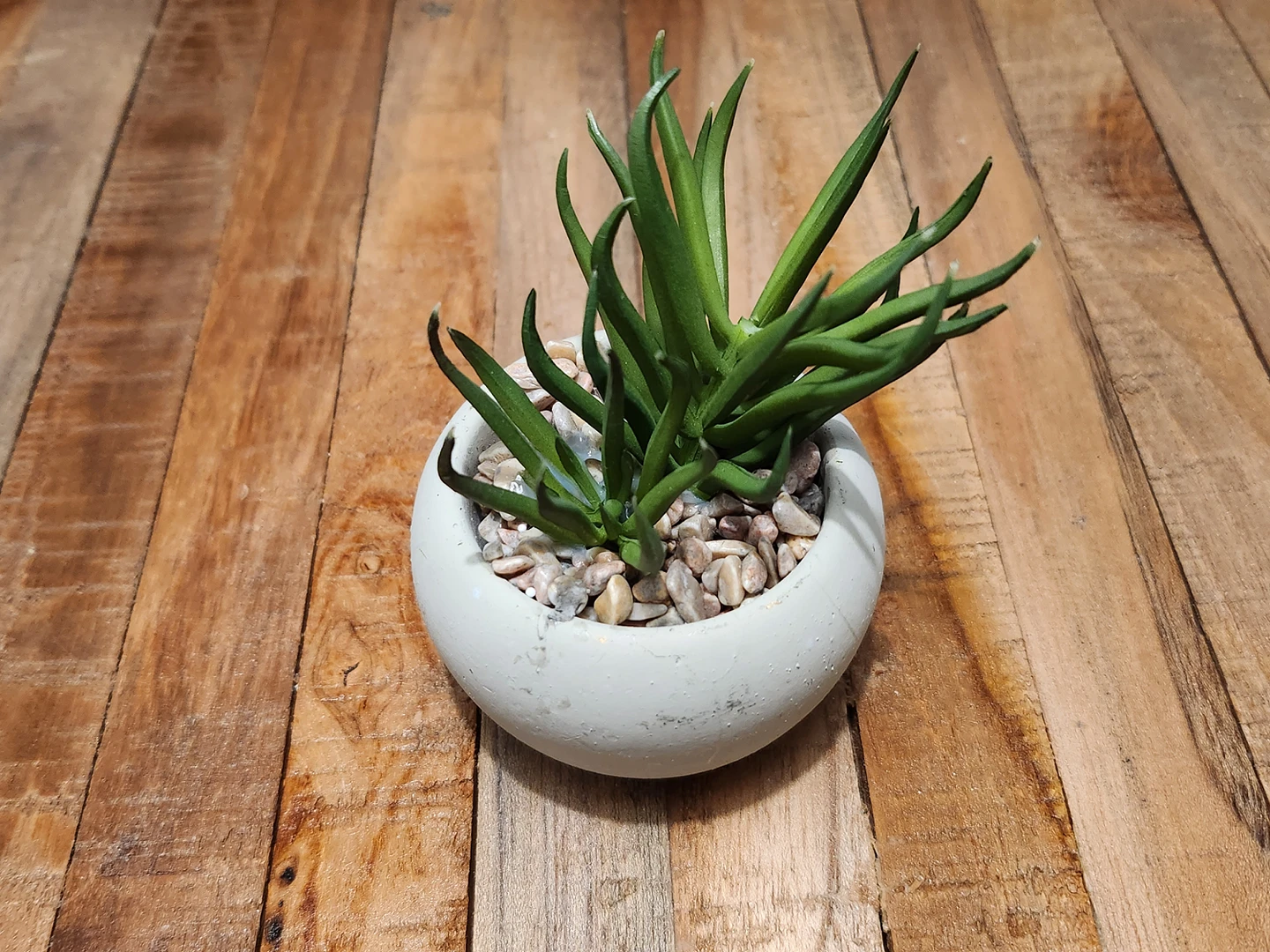 Free Mini Fake Succulent #freecycle thumbnail