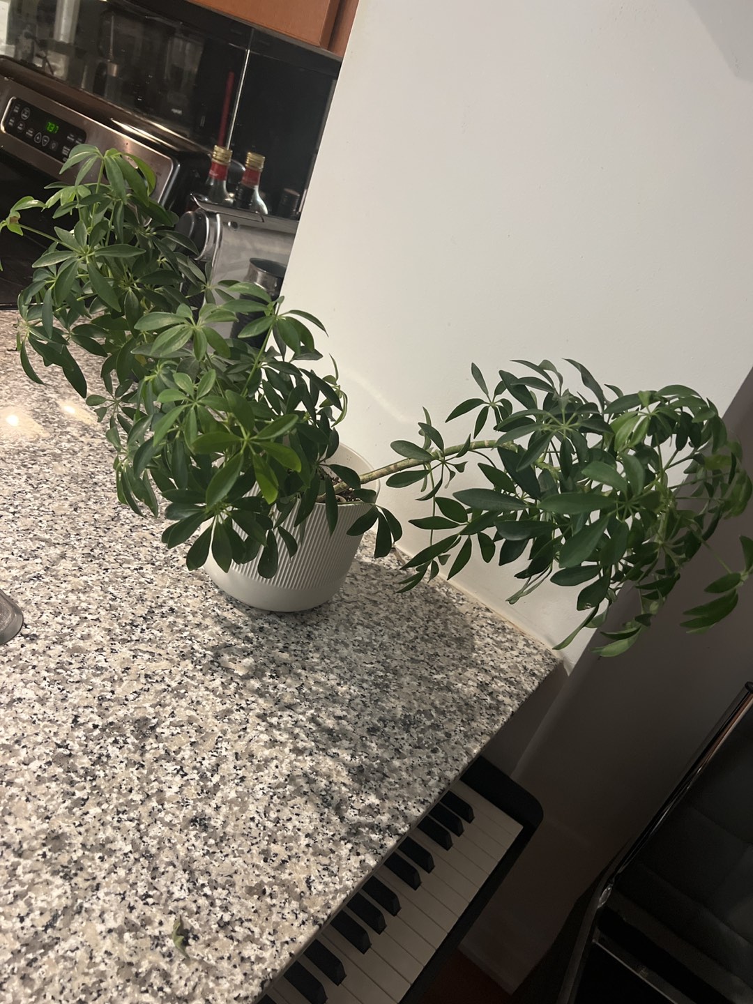 Umbrella plant