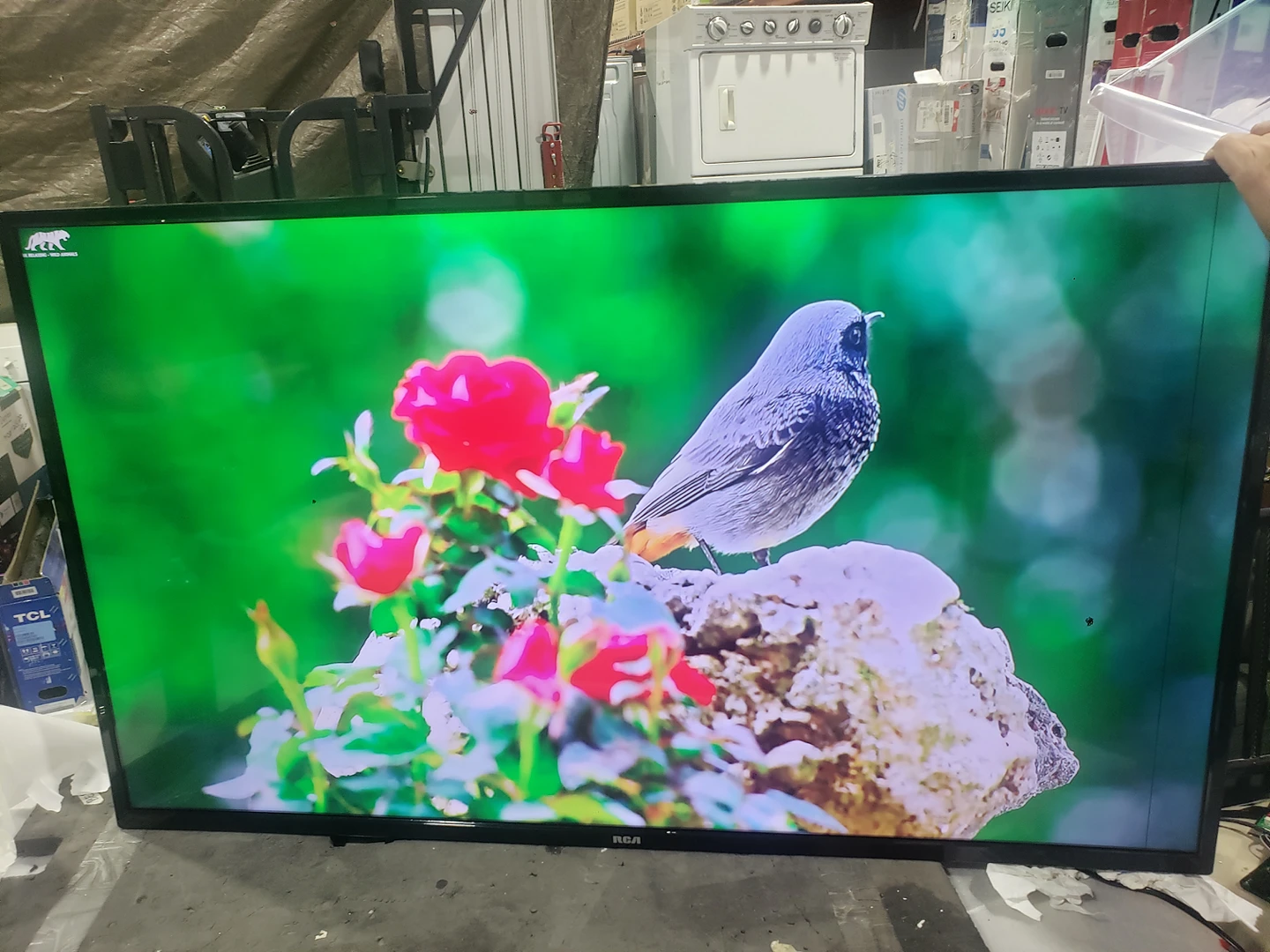 RCA 50" 4K SMART WebOS TV FOR JUST $190!! read the ad thumbnail