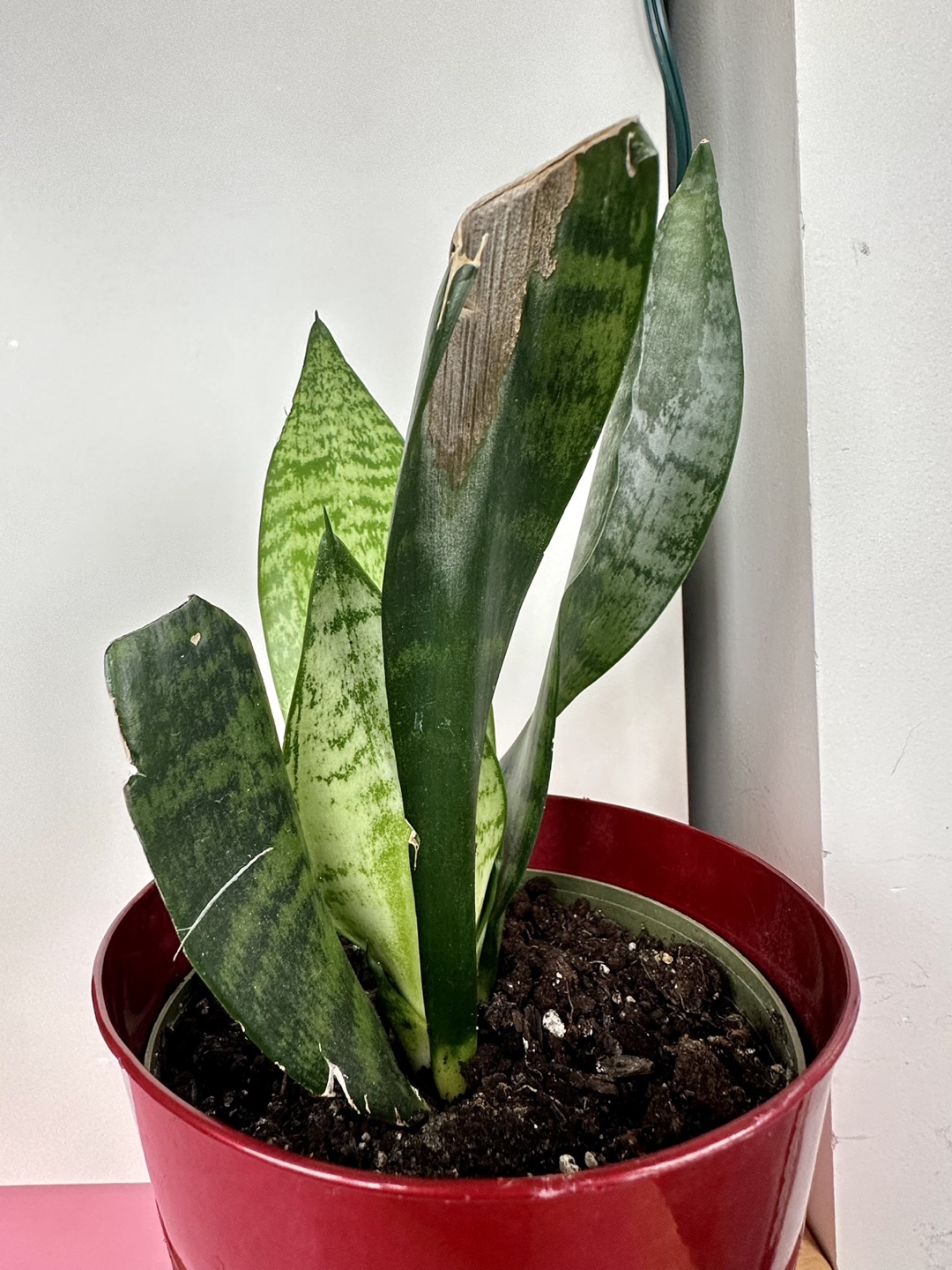 Snake Plant - photo 4