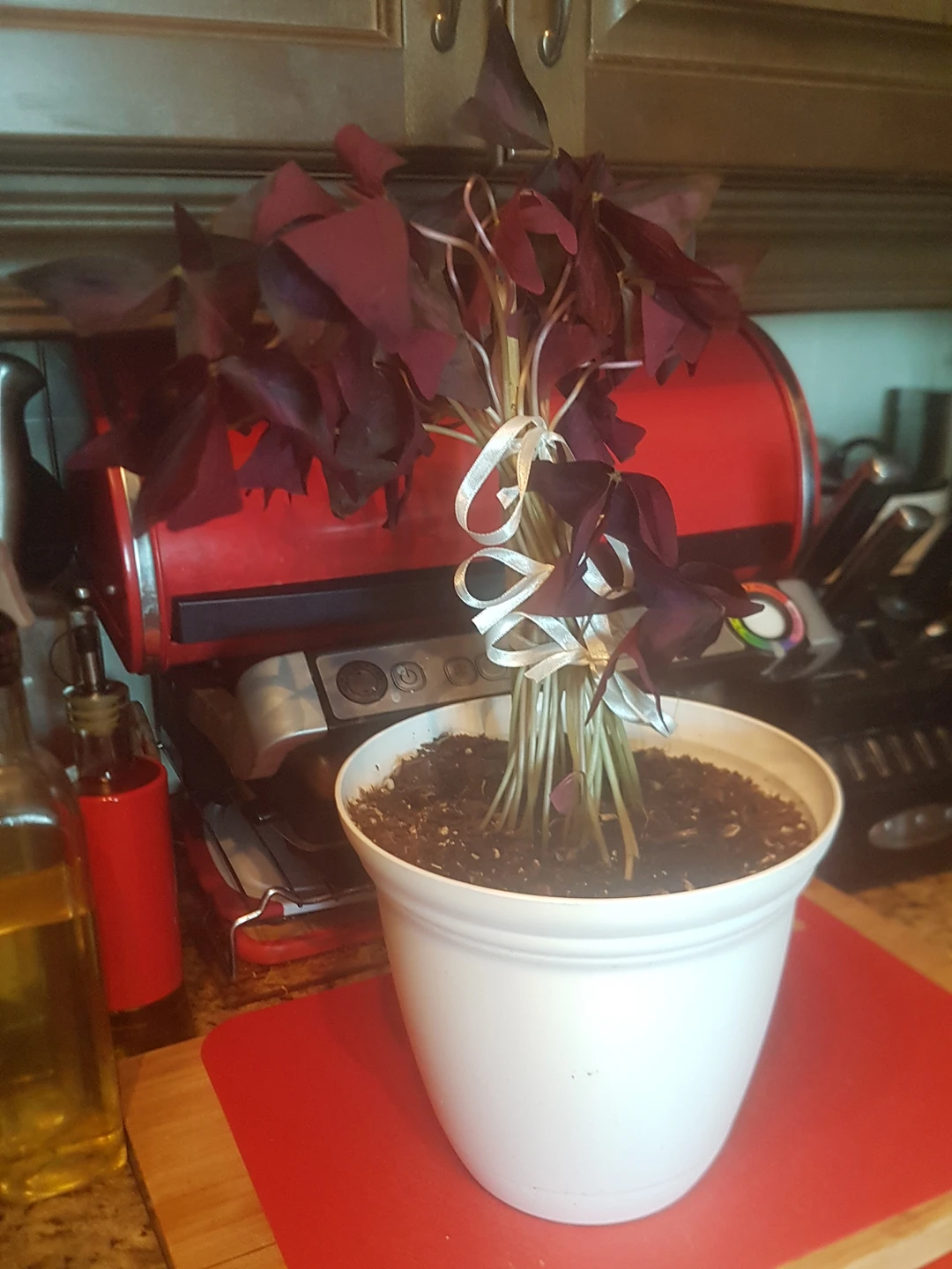 purple shamrock thumbnail