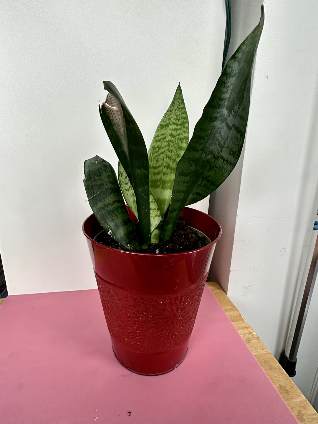 Snake Plant - photo 5