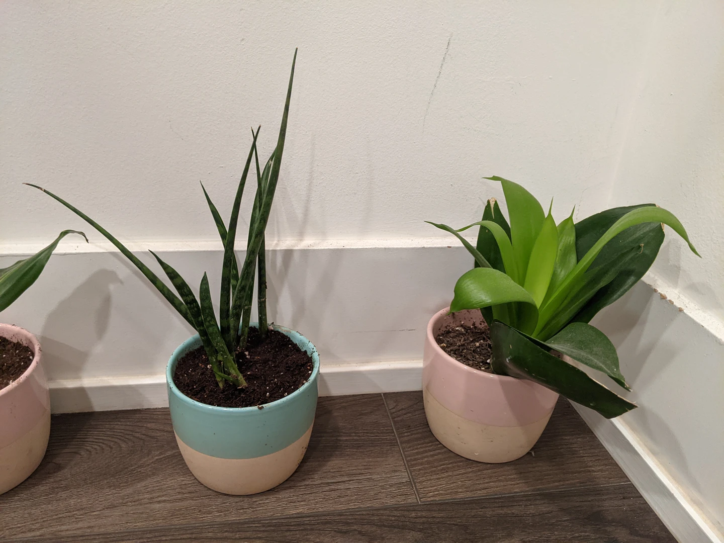 Small Plant Assortment image indicator(3)