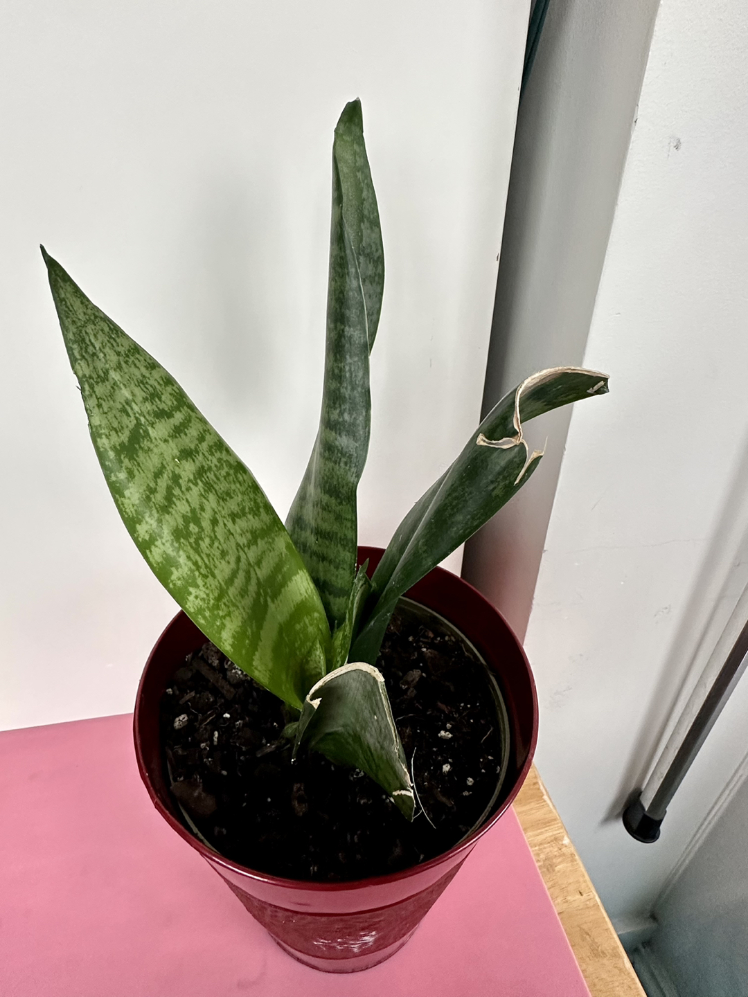 Snake Plant thumbnail