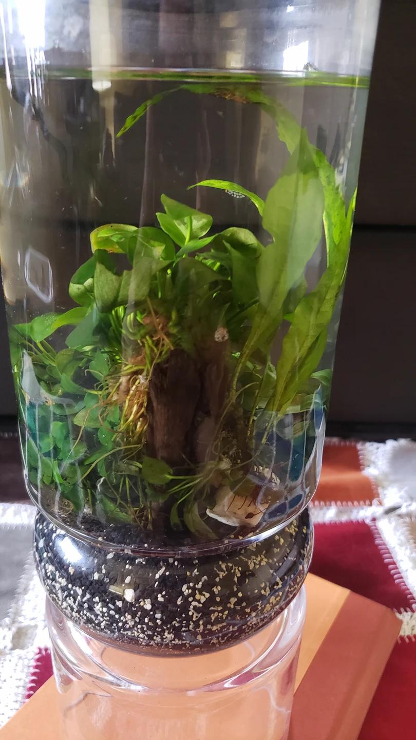 Anubias Petite - photo 4