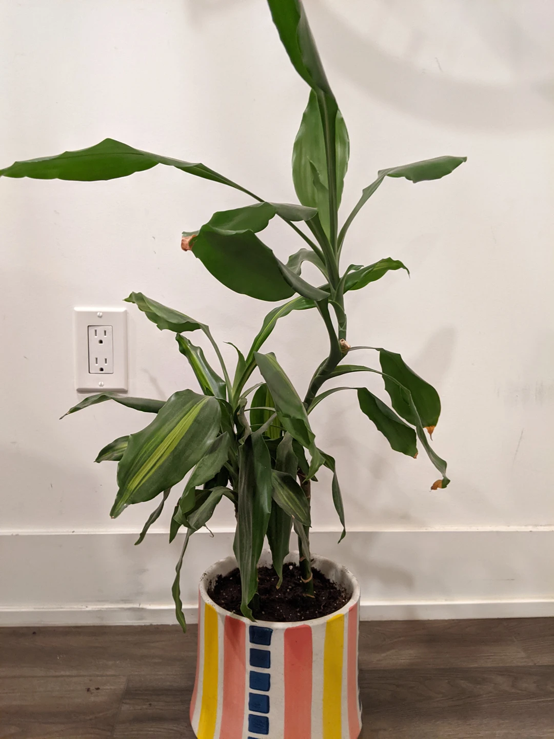 Large Plants! image indicator(2)