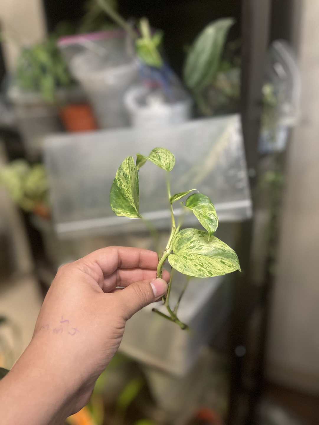 🏀 Marble pothos rooted Cutting🏀 thumbnail