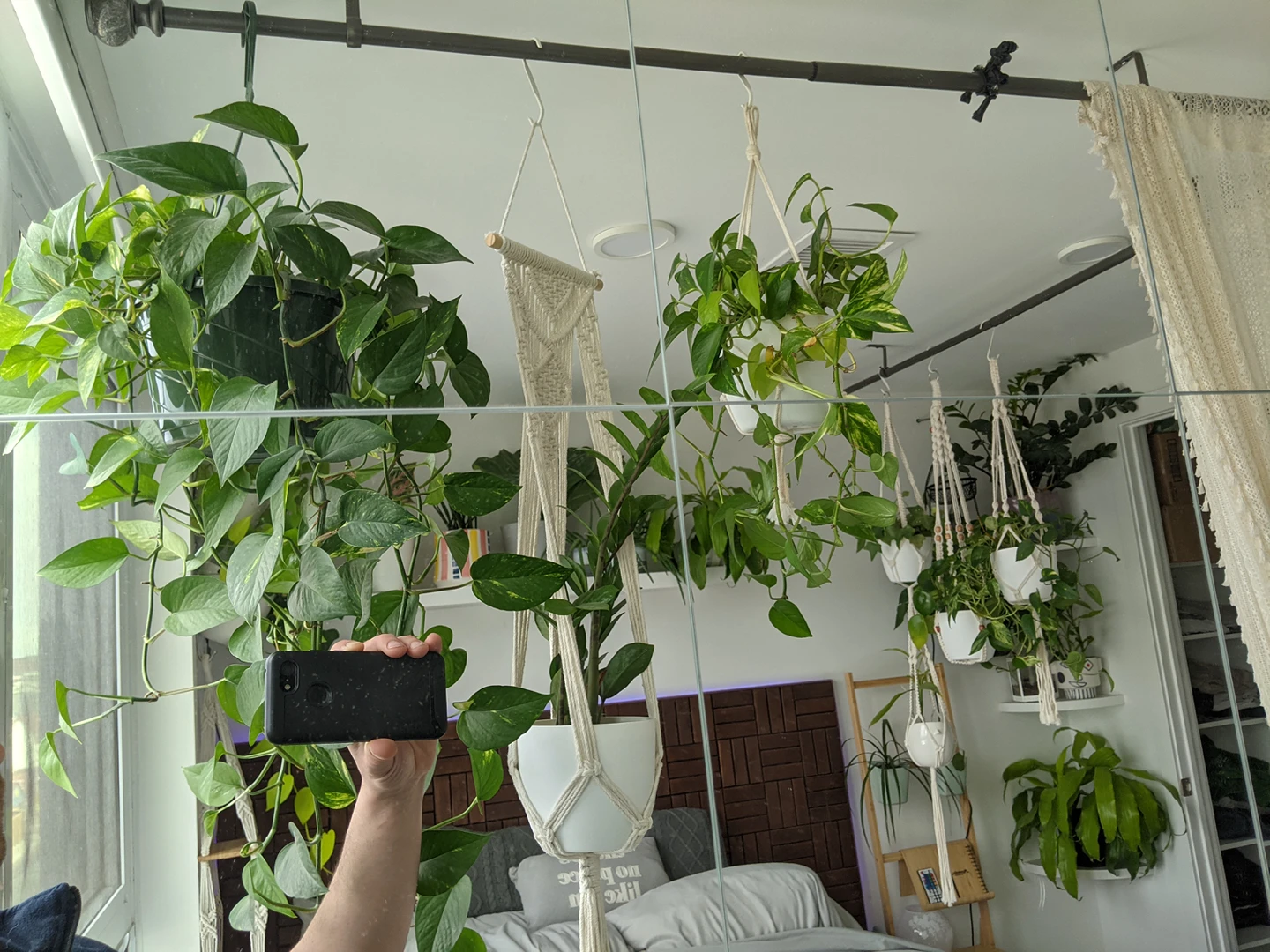 Hanging plants - Assorted image indicator(2)