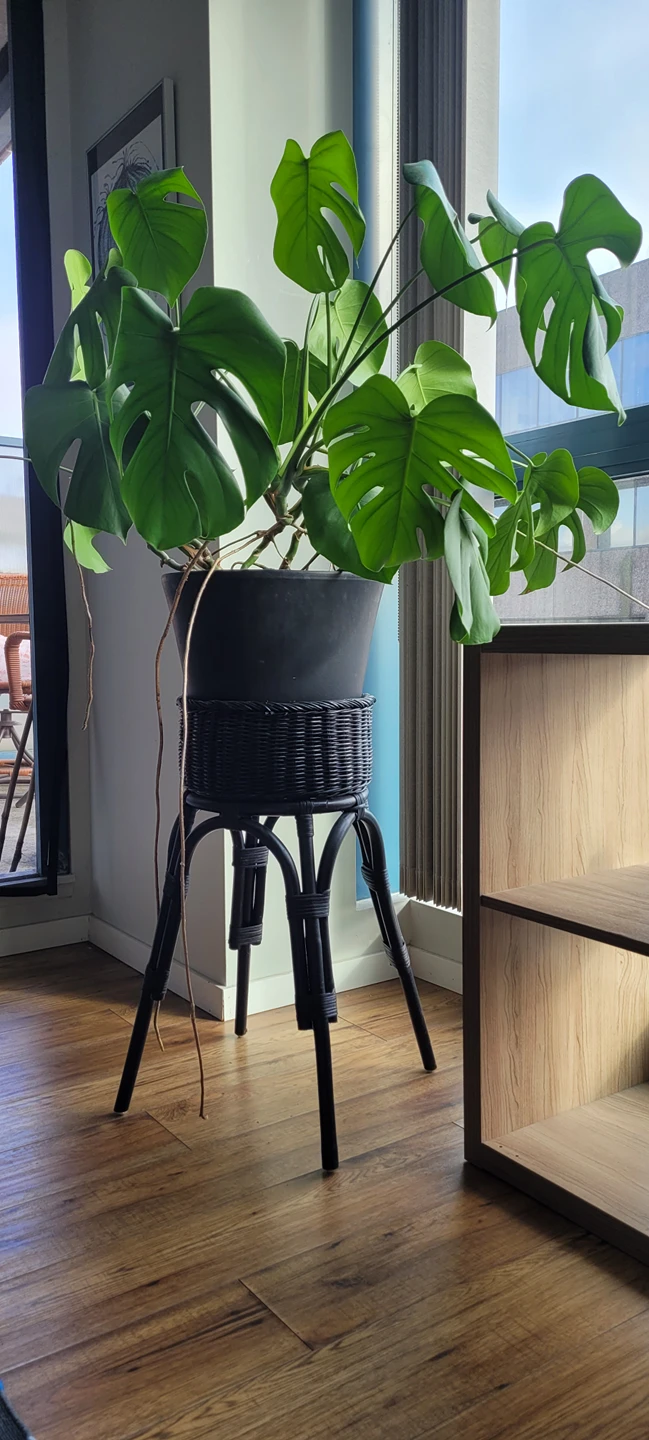 Large monstera 🌱 house plant with stand