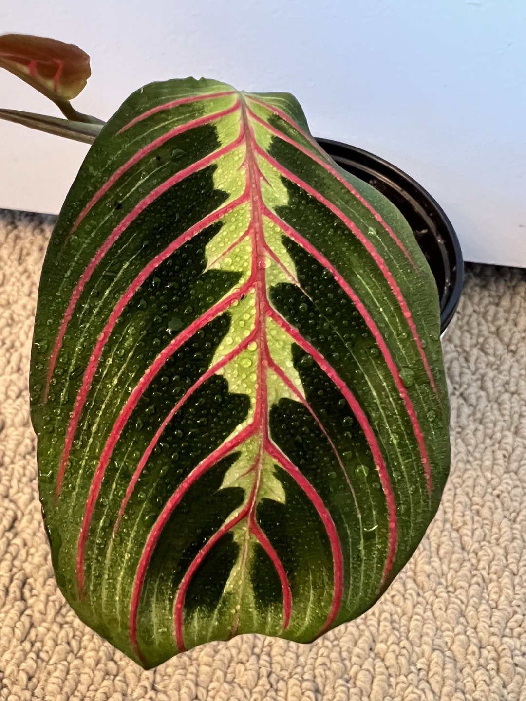 Prayer Plant/ Maranta leuconeura thumbnail