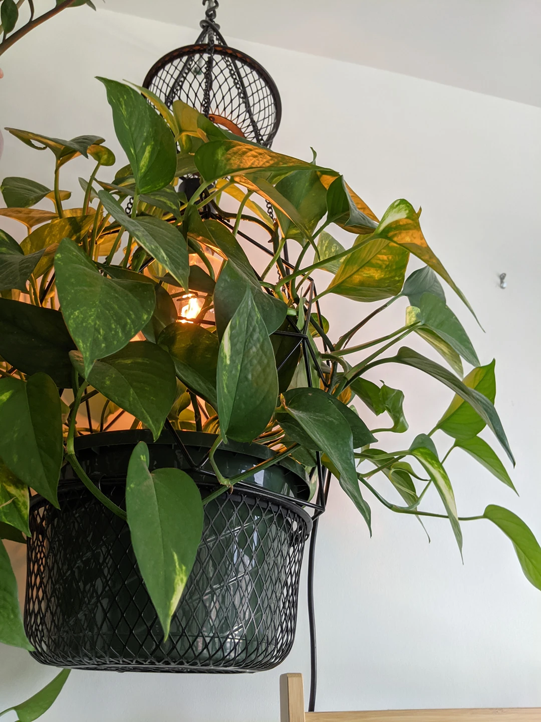 pothos plant light image indicator(2)