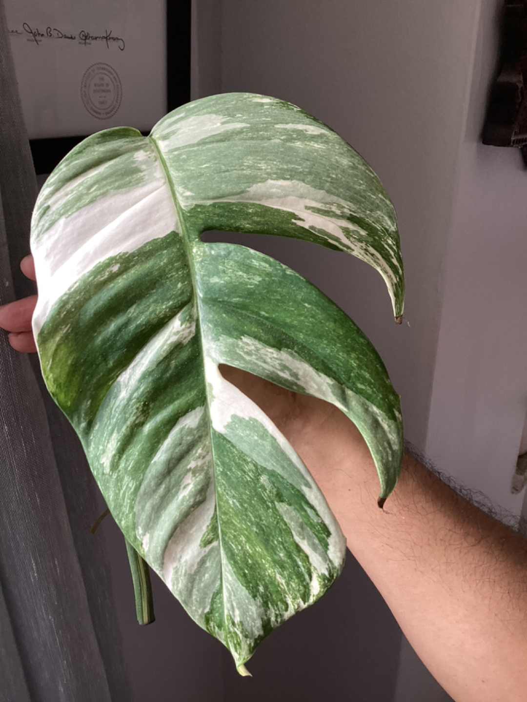 Epipremnum Pinntatum Albo Cuttings 🏀 - photo 4
