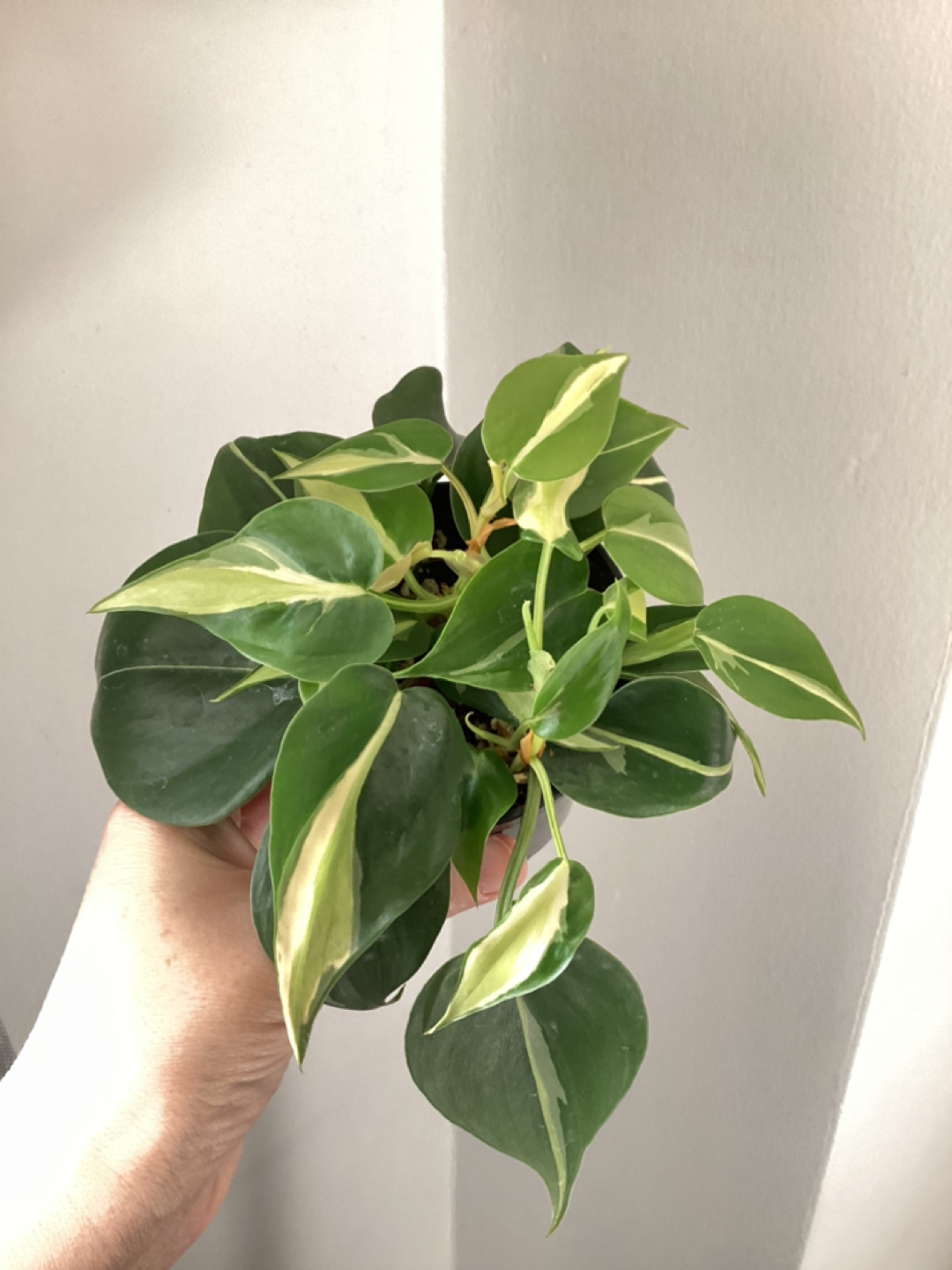 Philodendron Silver Stripe 🏀 - photo 2