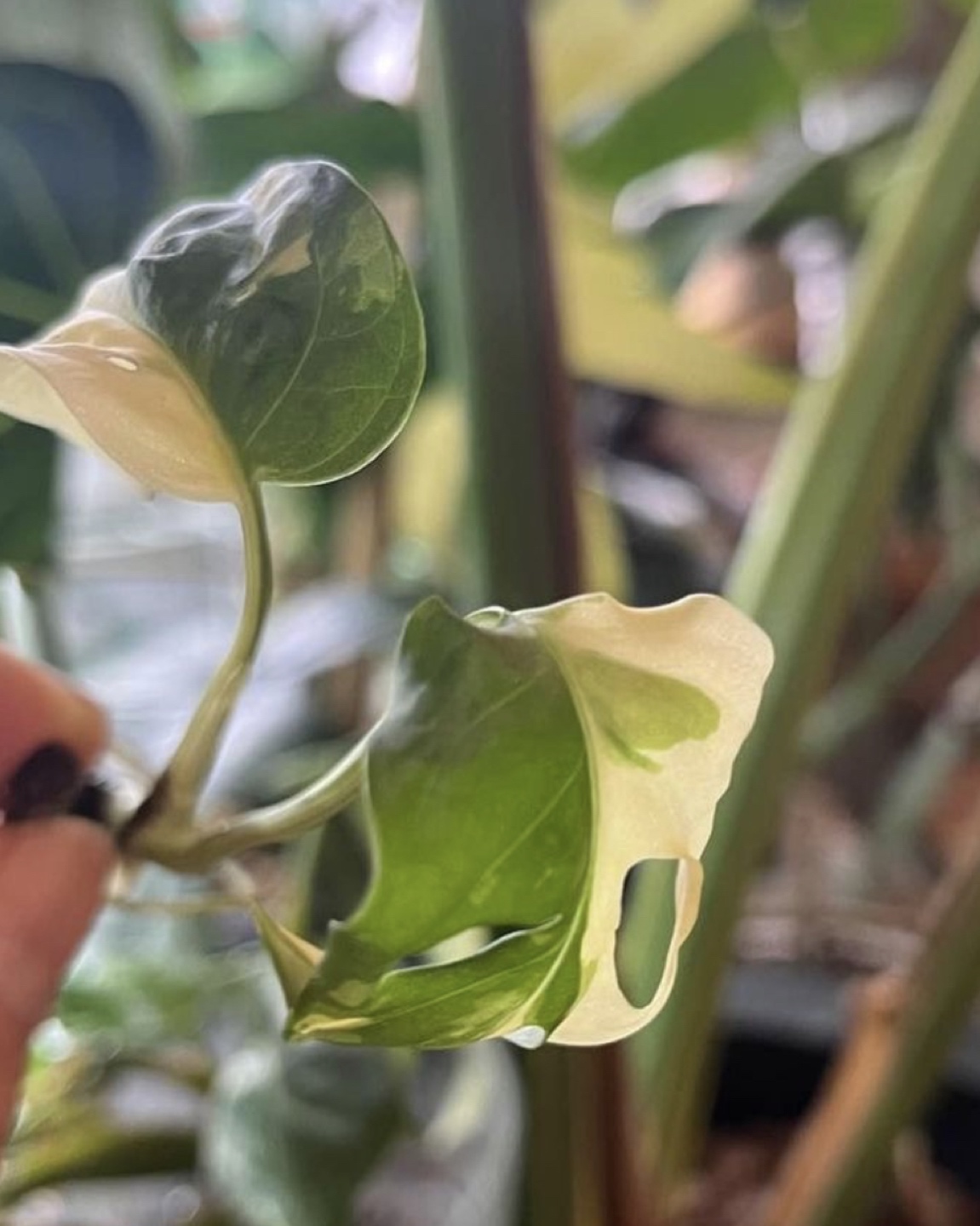 Monstera Adansonii Tricolor thumbnail