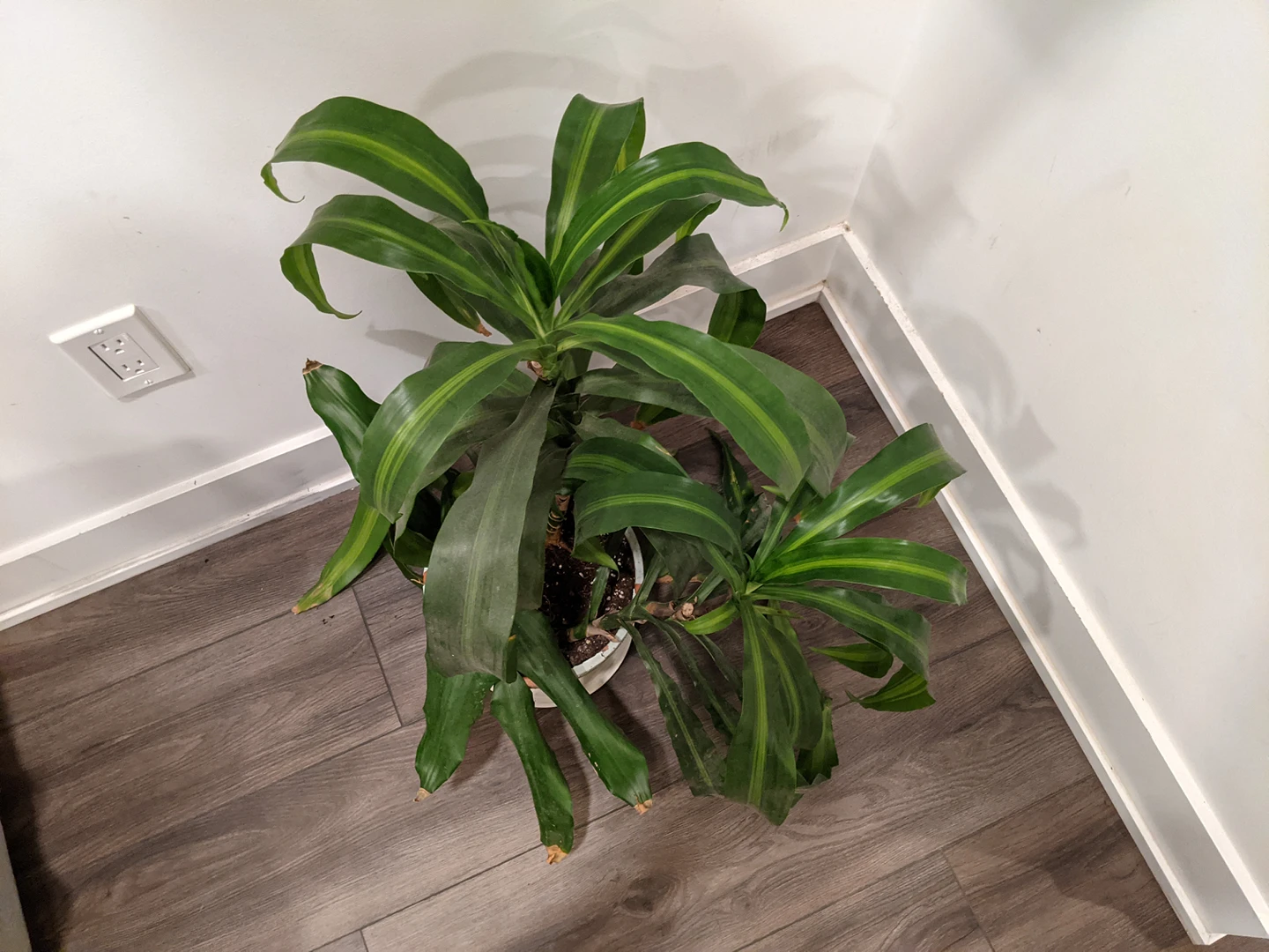 Large Plants! image indicator(7)