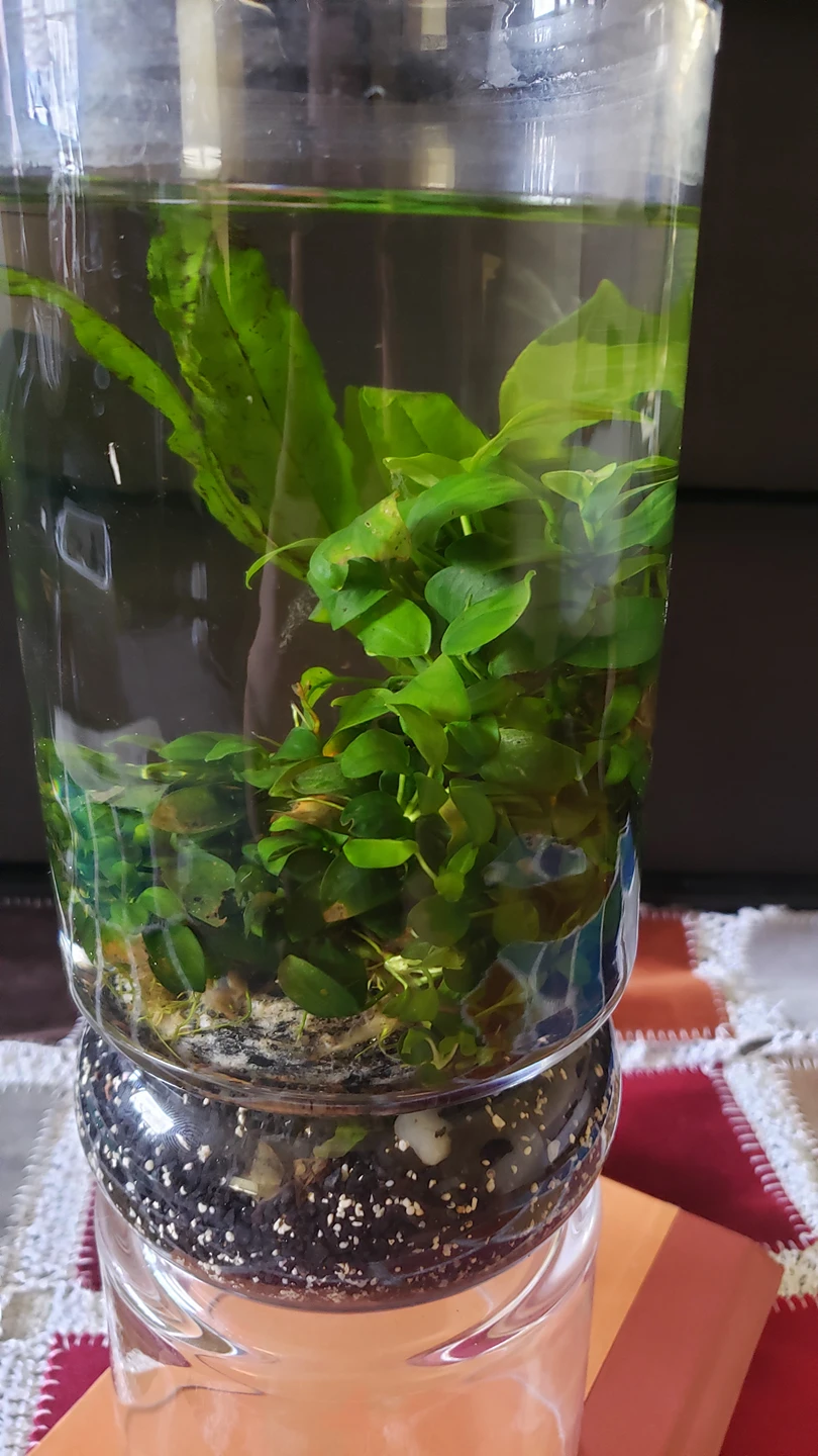 Anubias Petite - photo 2