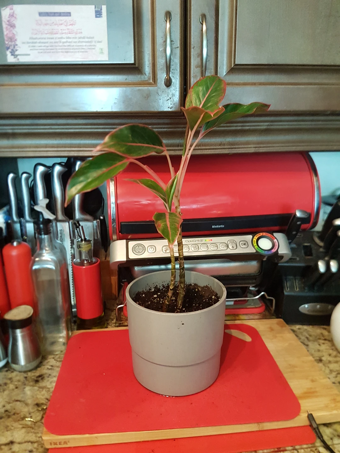 pink plant thumbnail