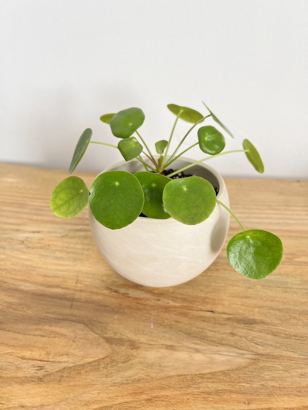 Pilea plant thumbnail