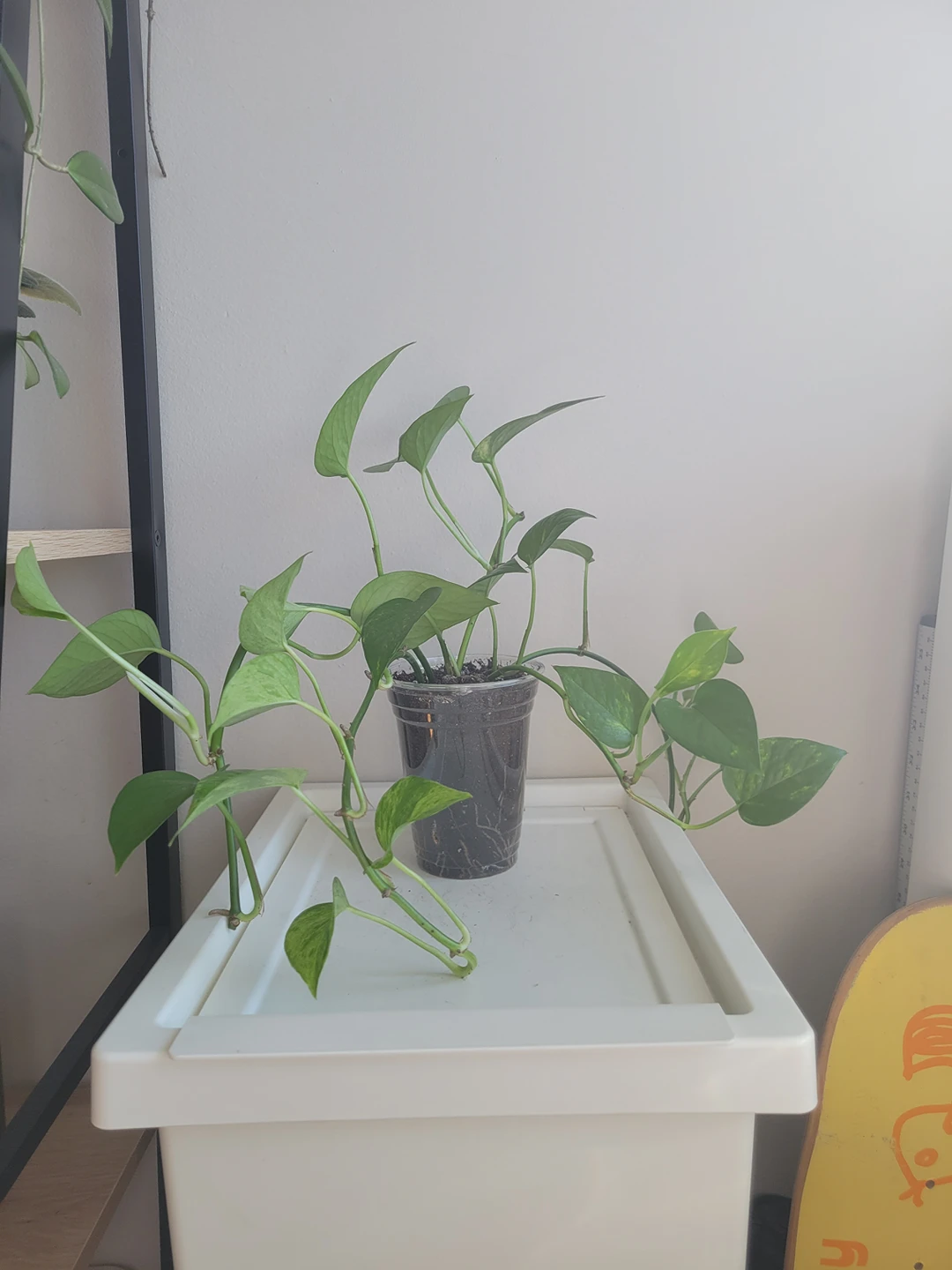 pothos plant thumbnail