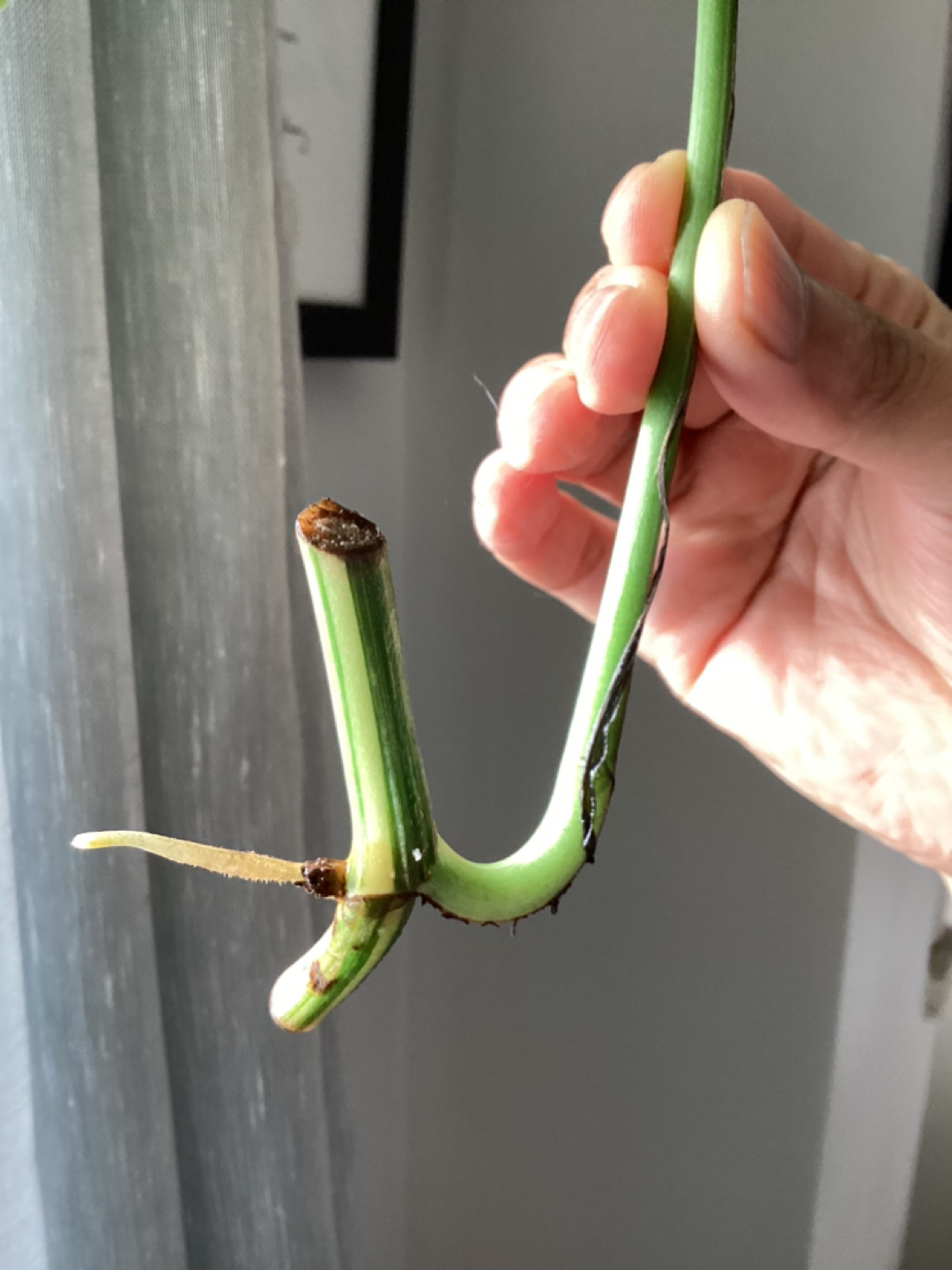 Epipremnum Pinntatum Albo Cuttings 🏀 - photo 3