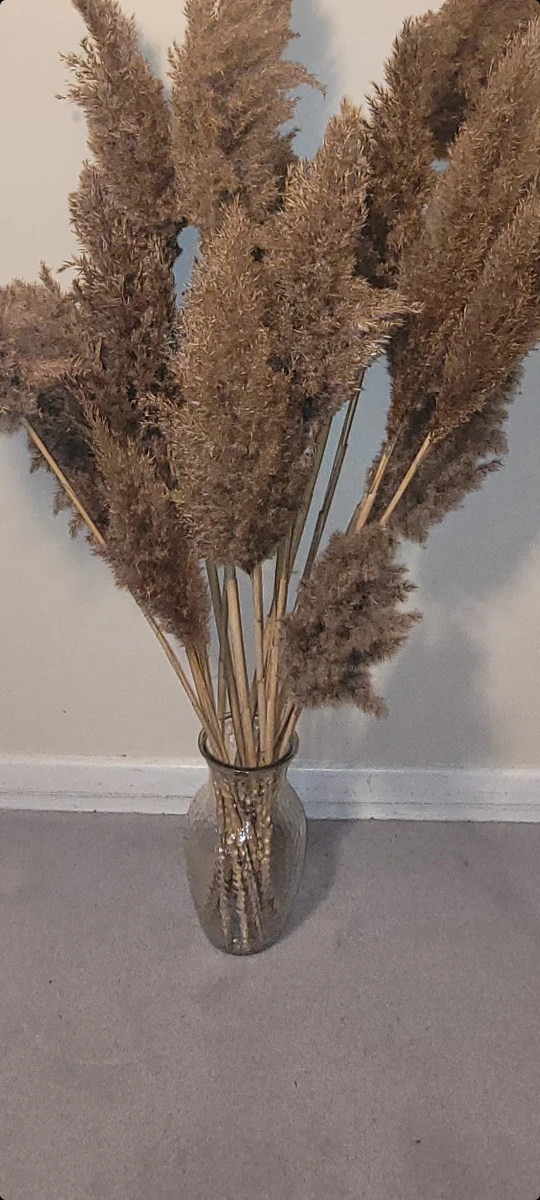Pampas and Vase thumbnail
