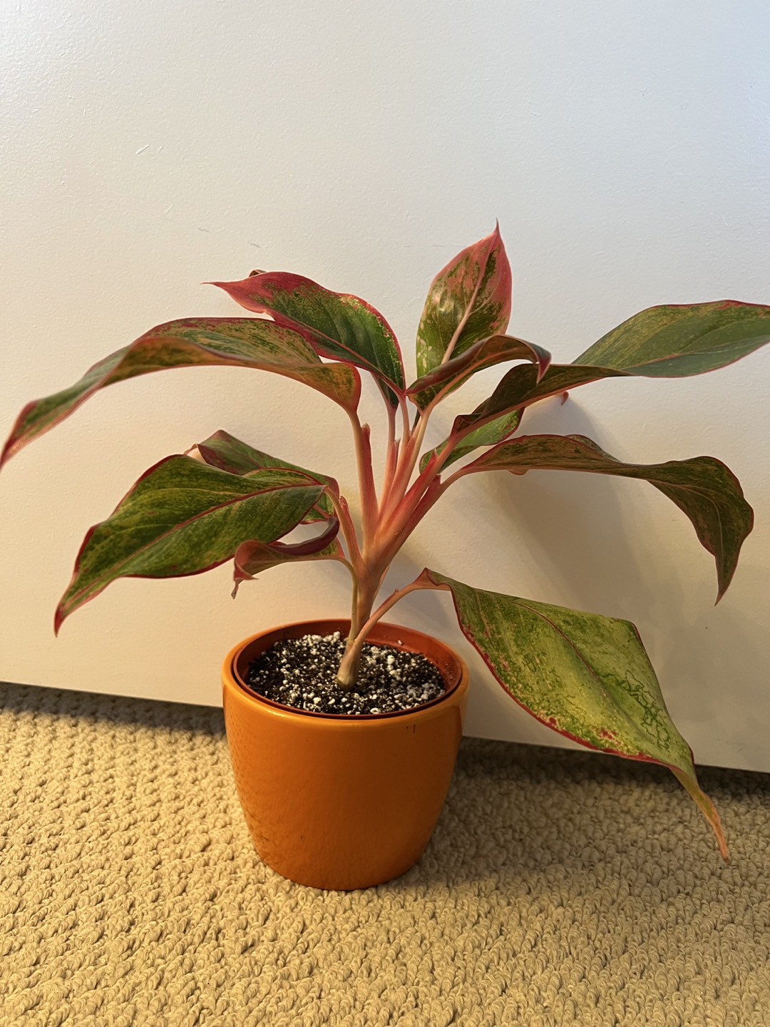 Red Aglaonema/ Siam Aurora thumbnail