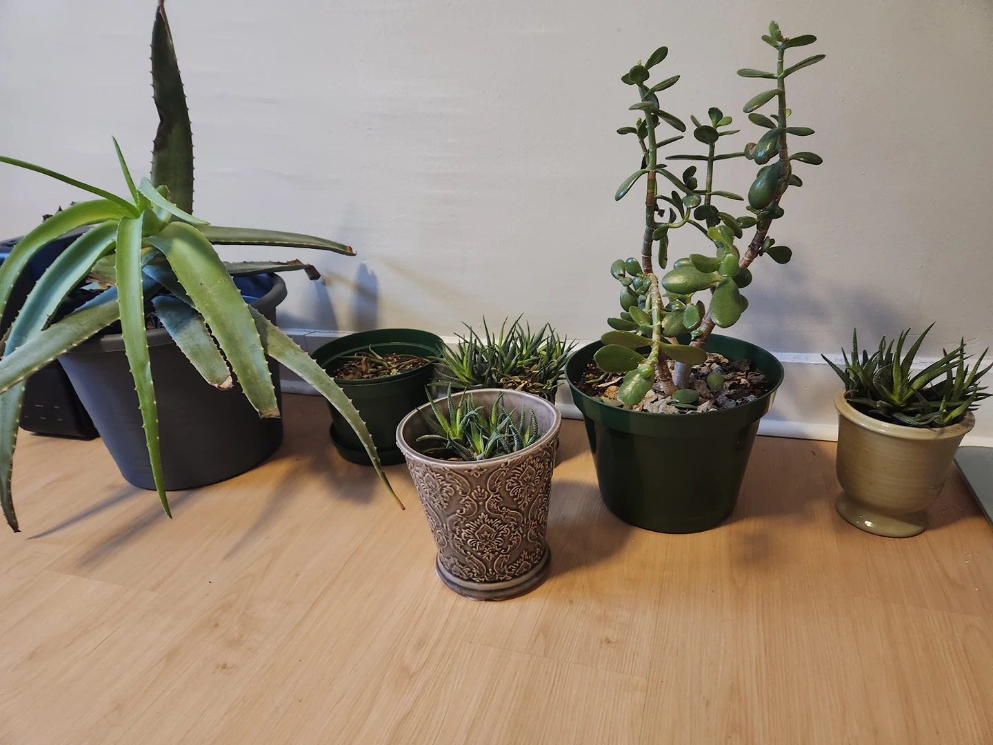 plants thumbnail