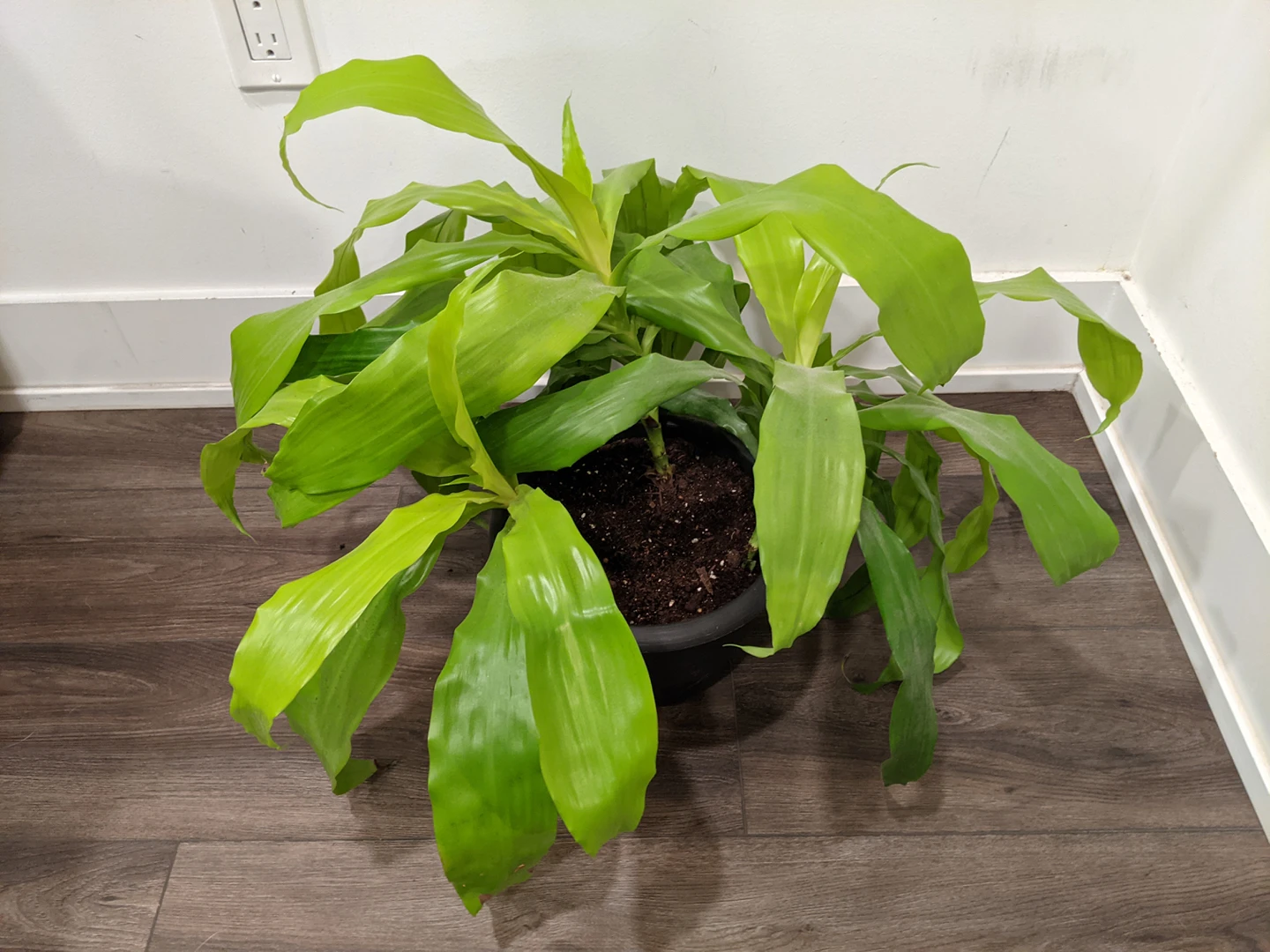 Large Plants! image indicator(8)