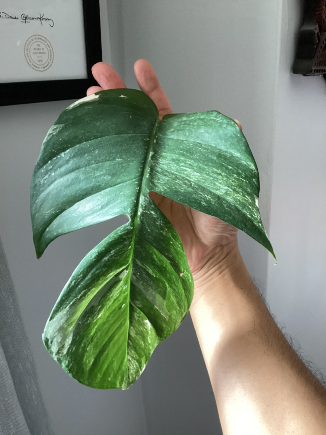 Epipremnum Pinntatum Albo Cuttings 🏀 - photo 2