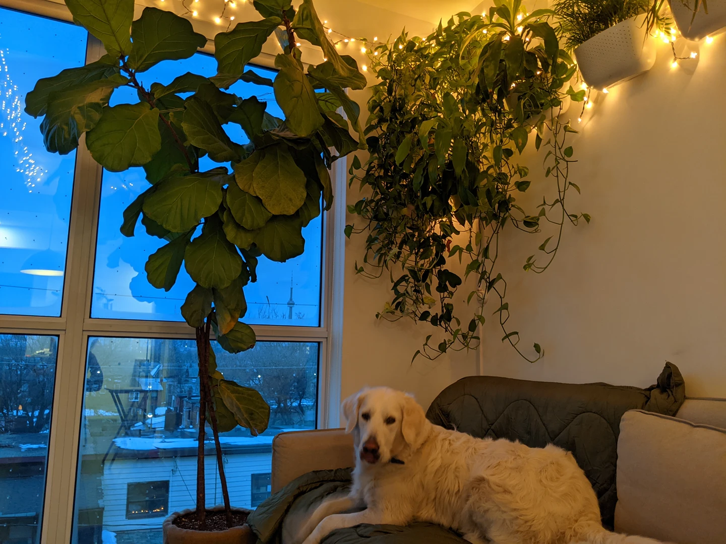 Extra large plant - Fiddle Leaf Fig Tree - 8 ft image indicator(3)