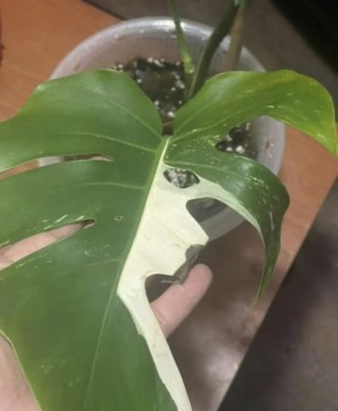 Monstera Albo thumbnail
