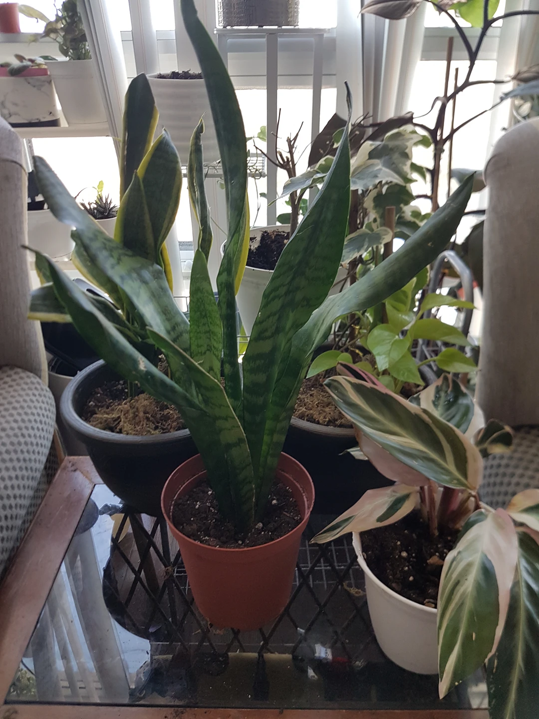 snake plant thumbnail