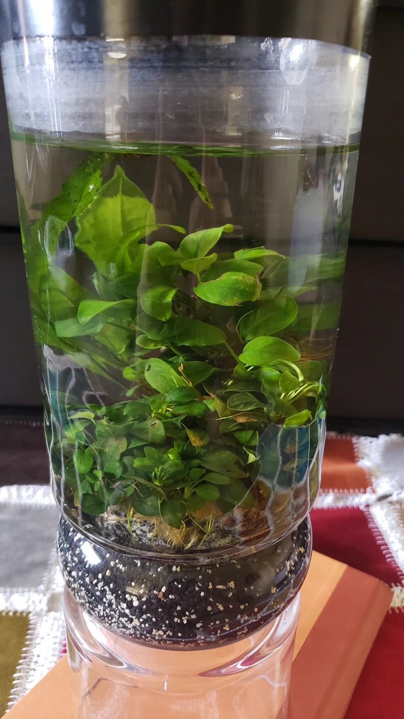 Anubias Petite thumbnail
