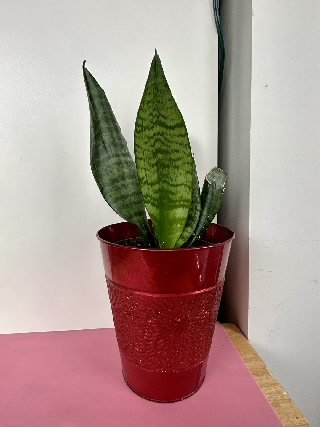 Snake Plant - photo 2