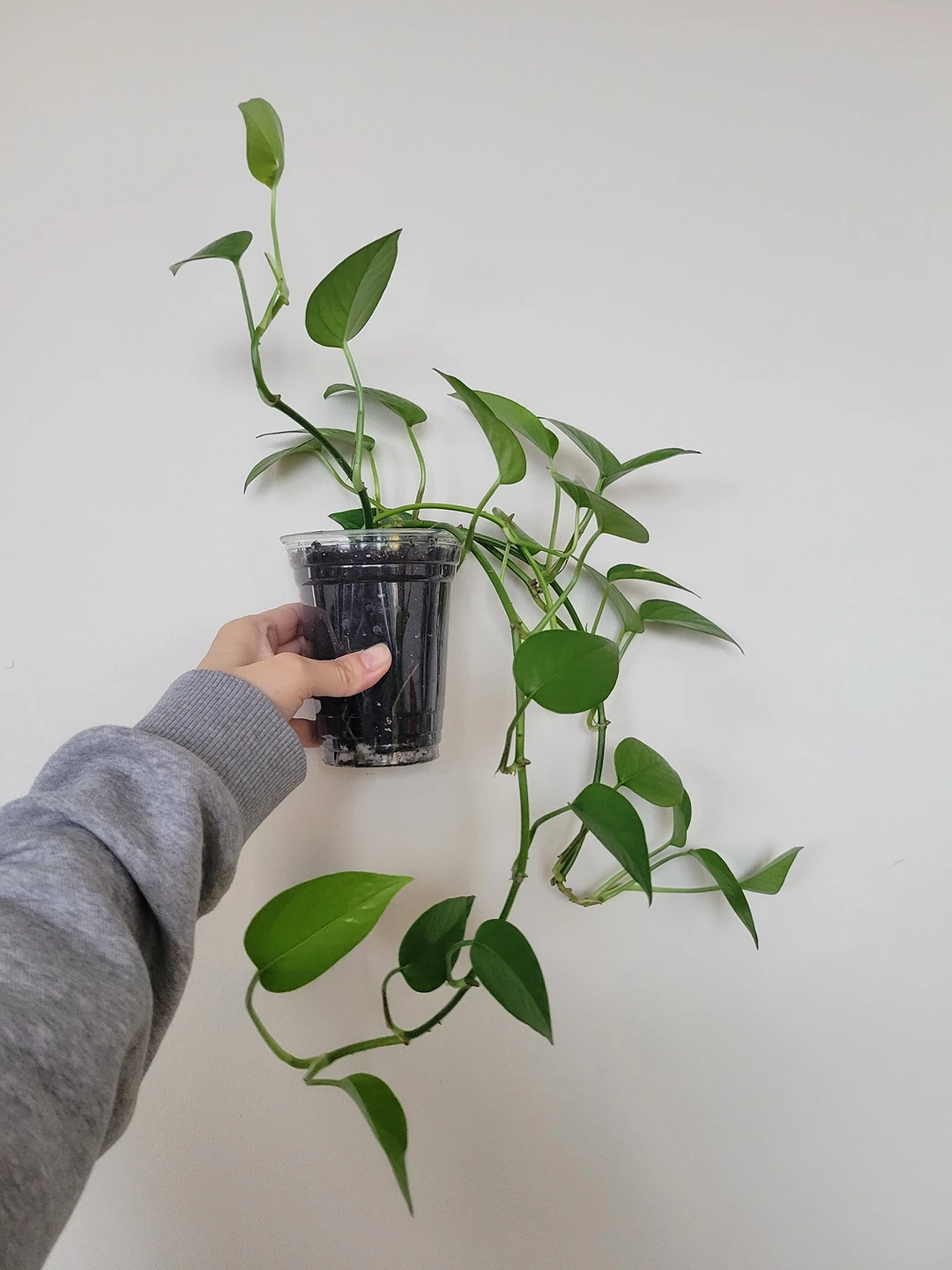 pothos thumbnail