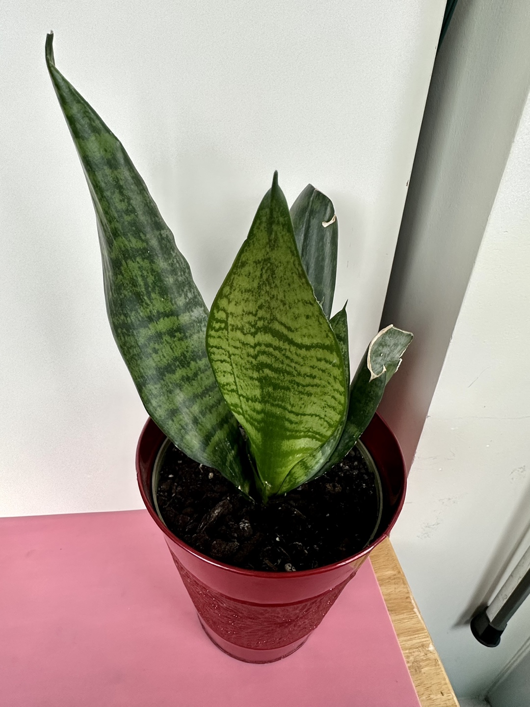 Snake Plant - photo 3