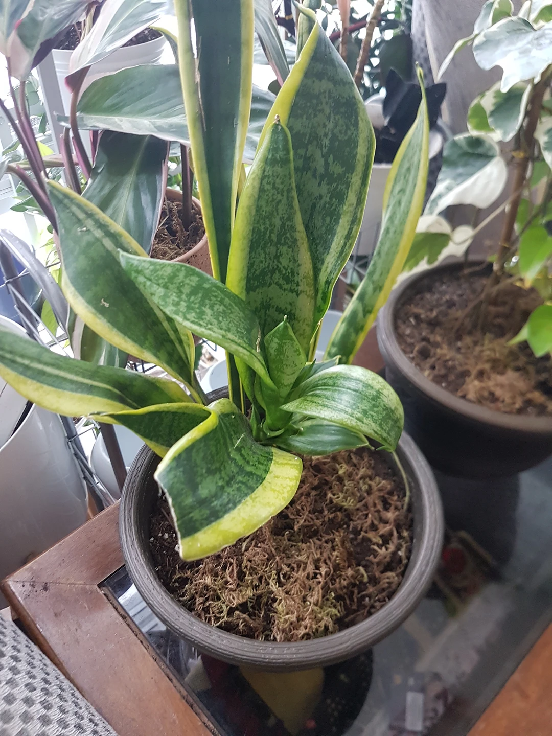 snake plant thumbnail